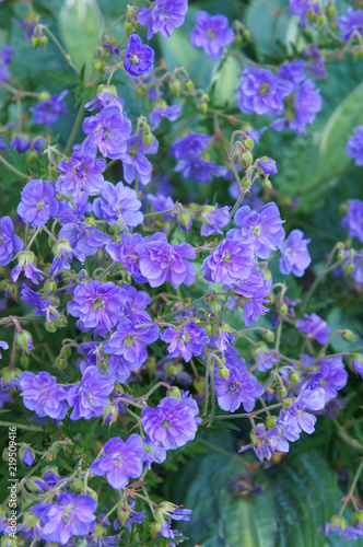 Fototapeta Naklejka Na Ścianę i Meble -  Geranium pratense plenum violaceum or meadow cranesbill purple flowers