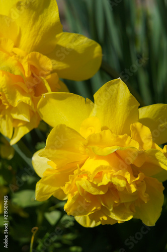 Fototapeta Naklejka Na Ścianę i Meble -  Double narcissus dick wilden spring yellow flowers