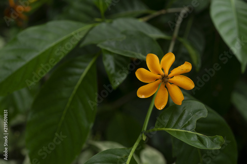 Gardenia carinata Wallich or Golden Gardenia Yellow flower bushes start to bloom in white, then turn yellow in the next day bloom two days and then sprinkle. photo