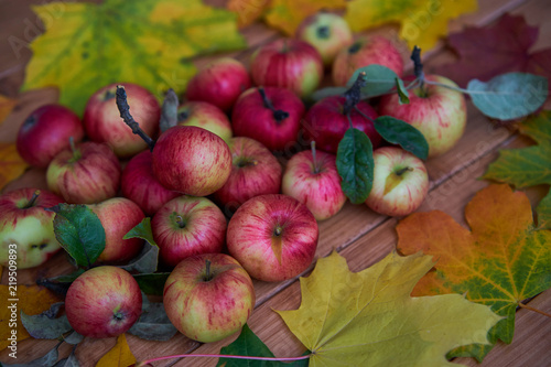 Autumn apples, autumn leaves, organic fresh red apples in a village