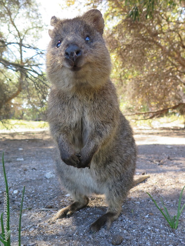 Happiest animal on earth-Quokka-Setonix brachyurus on Rottnest Island, Western Australia