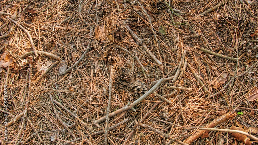 Pine ground in the forest Pine ground in the forest