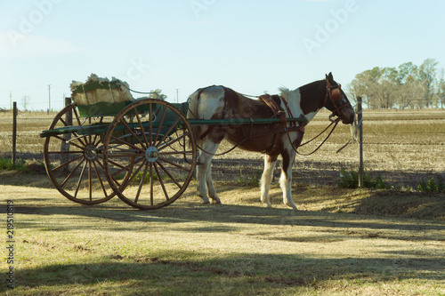 horse with sulky in the pampa argentina