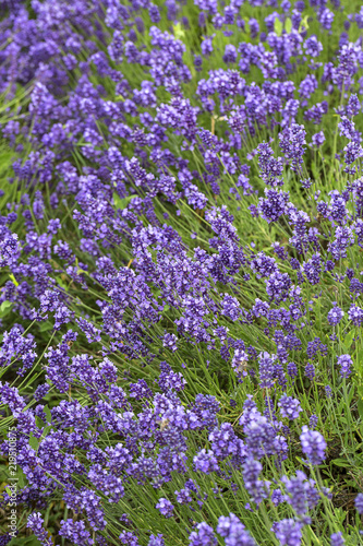 Fototapeta Naklejka Na Ścianę i Meble -  Lavender flowers blooming in the garden, beautiful lavender field.