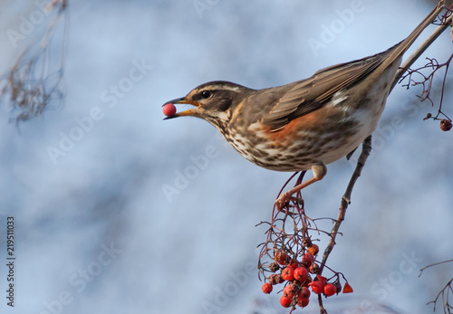 Redwing (Turdus iliacus) on the branch of mountain ash  photo