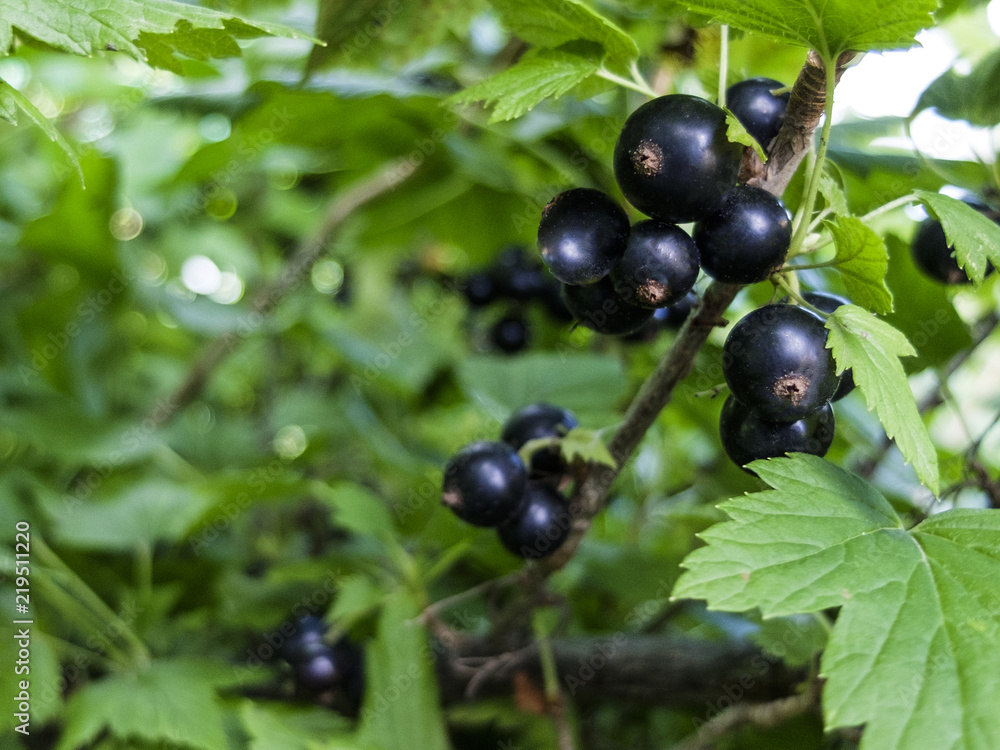 black currant berries on a Bush close-up black currant berries on a Bush close-up