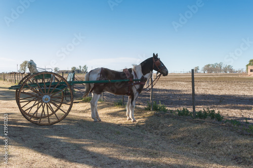 horse with sulky in the pampa argentina © Gabriela Bertolini