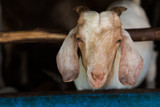 Goat in Farm Center face