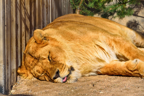 Fototapeta Naklejka Na Ścianę i Meble -  portrait of a sleeping lioness