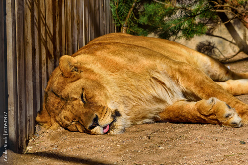 Fototapeta Naklejka Na Ścianę i Meble -  portrait of a sleeping lioness