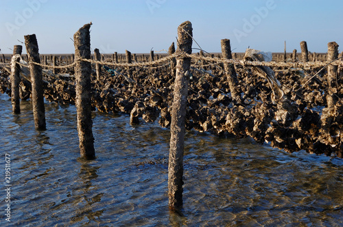 Oyster farm fields at a beach in Changhua, Taiwan