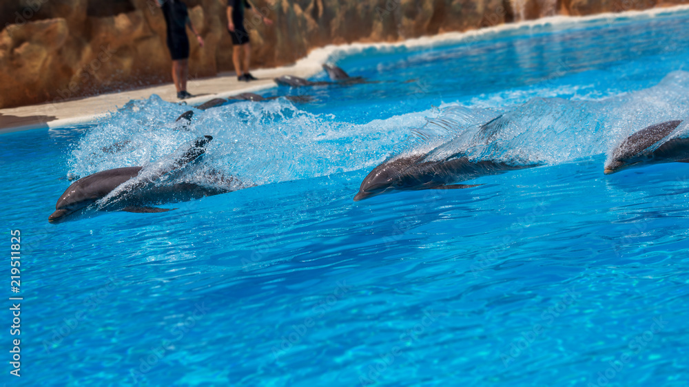 Swimming bottlenose dolphins in zoo during show.