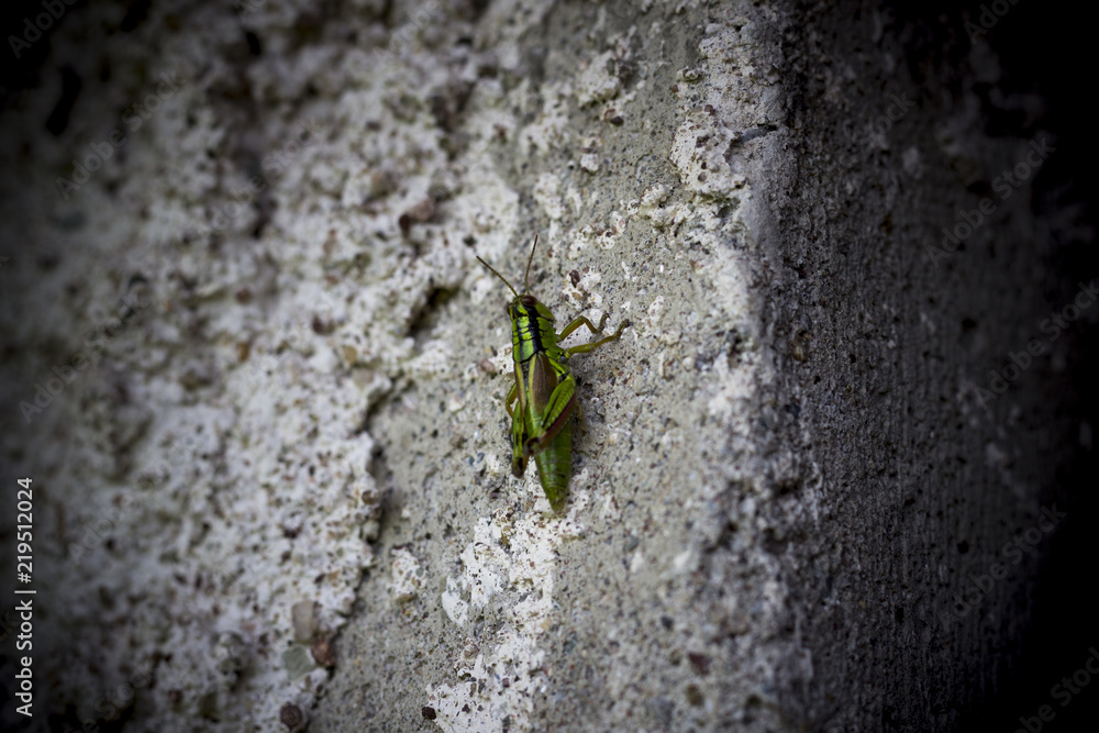 Green Orthoptera grasshopper on a concrete wall. Green Orthoptera grasshopper on a concrete wall.