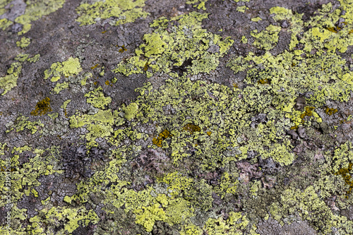 Green crustose lichen on a rock. © xcare