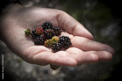 Wild blackberries in a woman's hand. © xcare