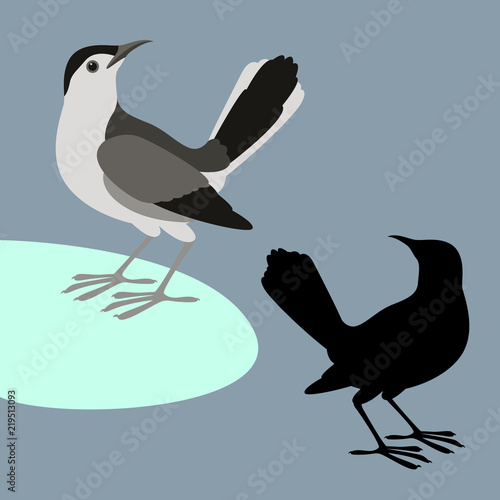 wagtail  vector illustration flat style black silhouette set 