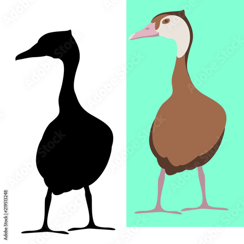 whistling duck  vector illustration flat style silhouette photo