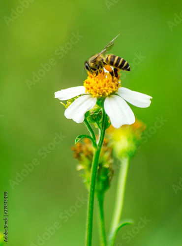 Lovely Bee collecting nectar on white flower - widlife photography
