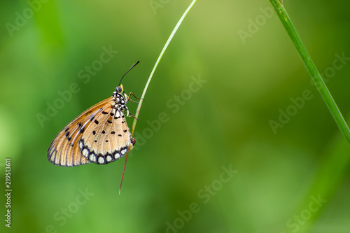 Beautiful butterfly staying and resting on leaves © Lee