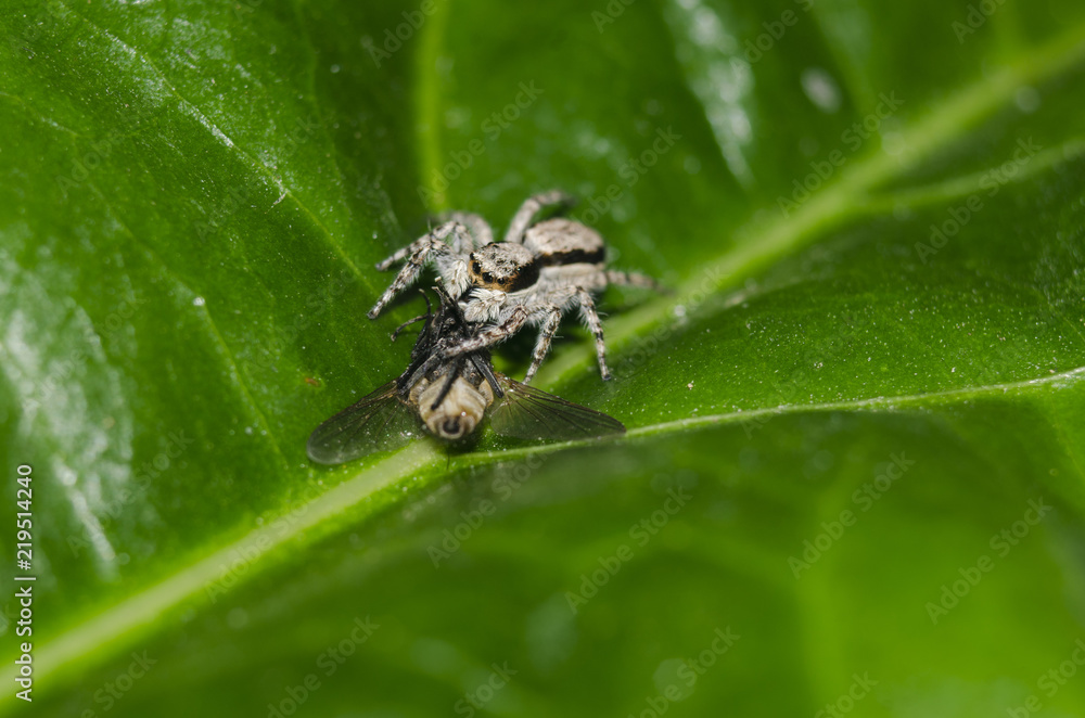 jumping spider with his food flyer on green leafe jumping spider with his food flyer on green leafe