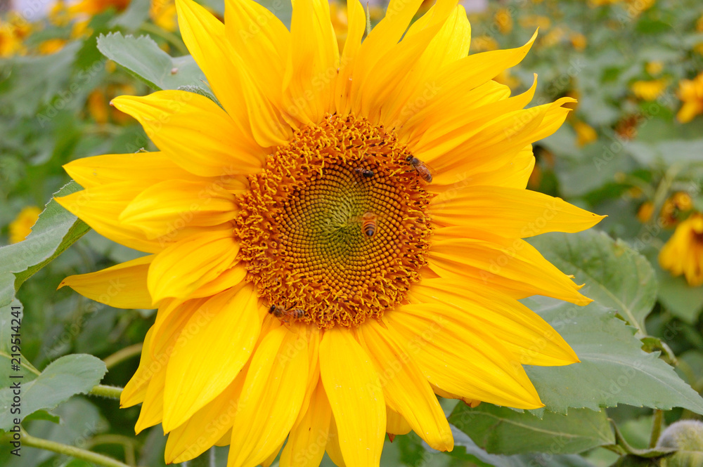 Naklejka premium Blooming Sunflowers in a farm field at countryside in Taiwan