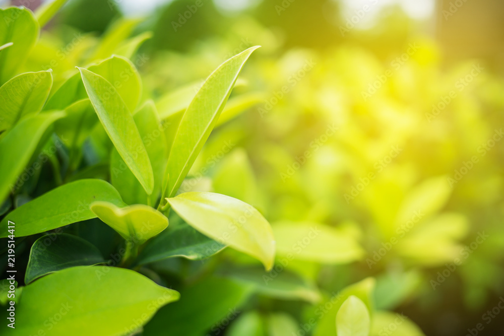 Fototapeta premium Green leaf with copy space use for design concept.