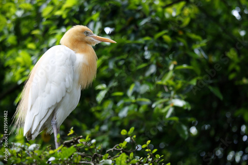 Cattle egret in a tree in the rainforest   © MICHEL