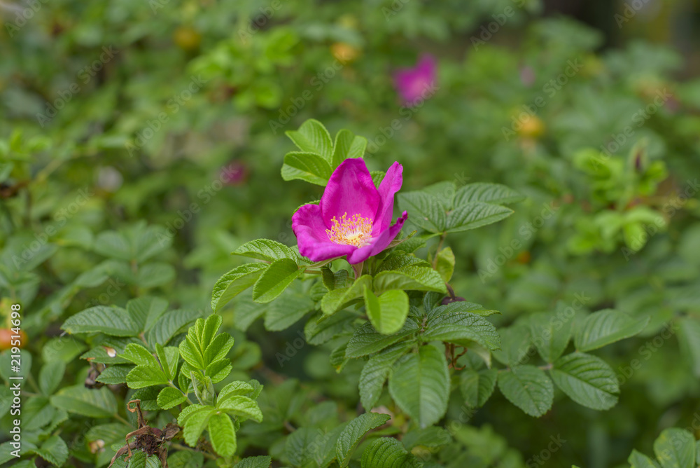 blooming wild rose Bush blooming wild rose Bush