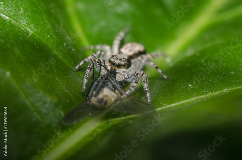 jumping spider with his food flyer on green leafe 