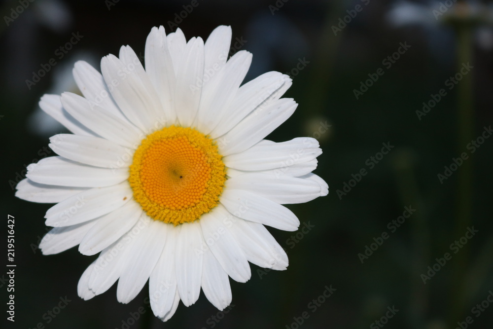 Large chamomile isolated on a dark background. Flower. White. Large chamomile isolated on a dark background. Flower. White.