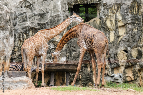 Giraffe  in the wild  drinking water in wooden tray for animal background or texture.