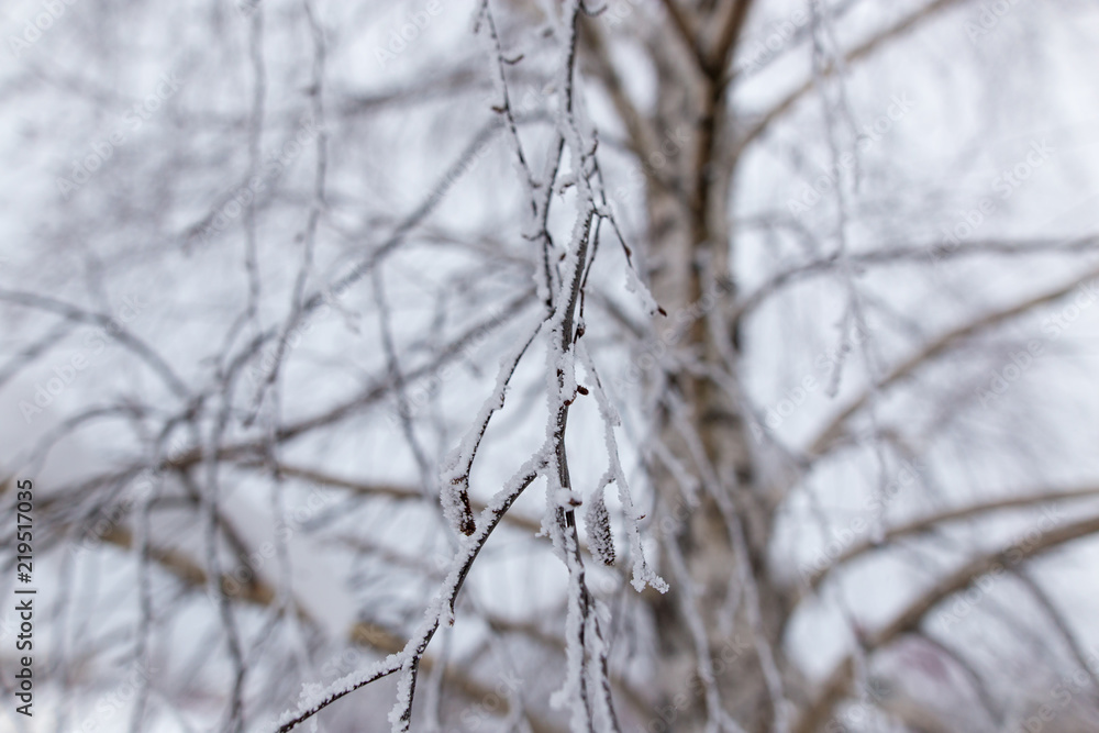 Snow on the branches of a tree Snow on the branches of a tree