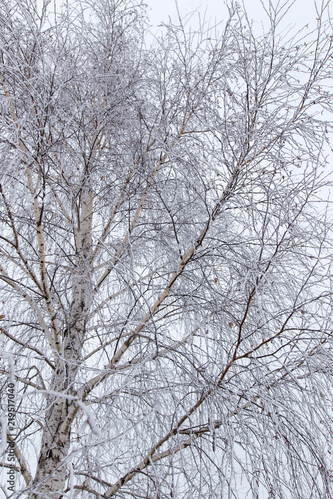 Snow on the branches of a tree