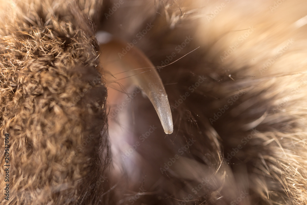 Obraz premium To the cat as a background