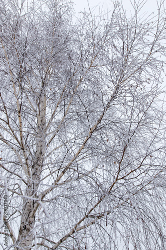Snow on the branches of a tree © schankz