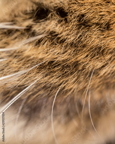 The mustache of the cat as a background