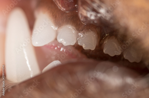 The teeth of the cat as a background