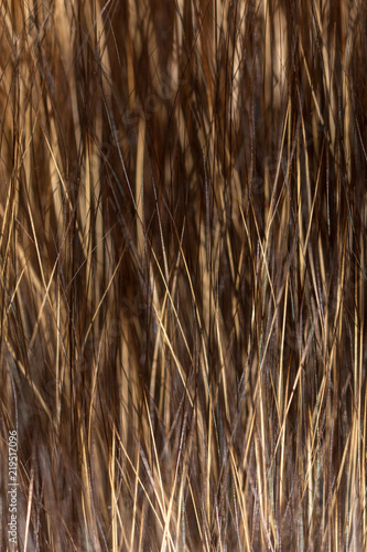 Wallpaper Mural Wool on a cat as a background Torontodigital.ca