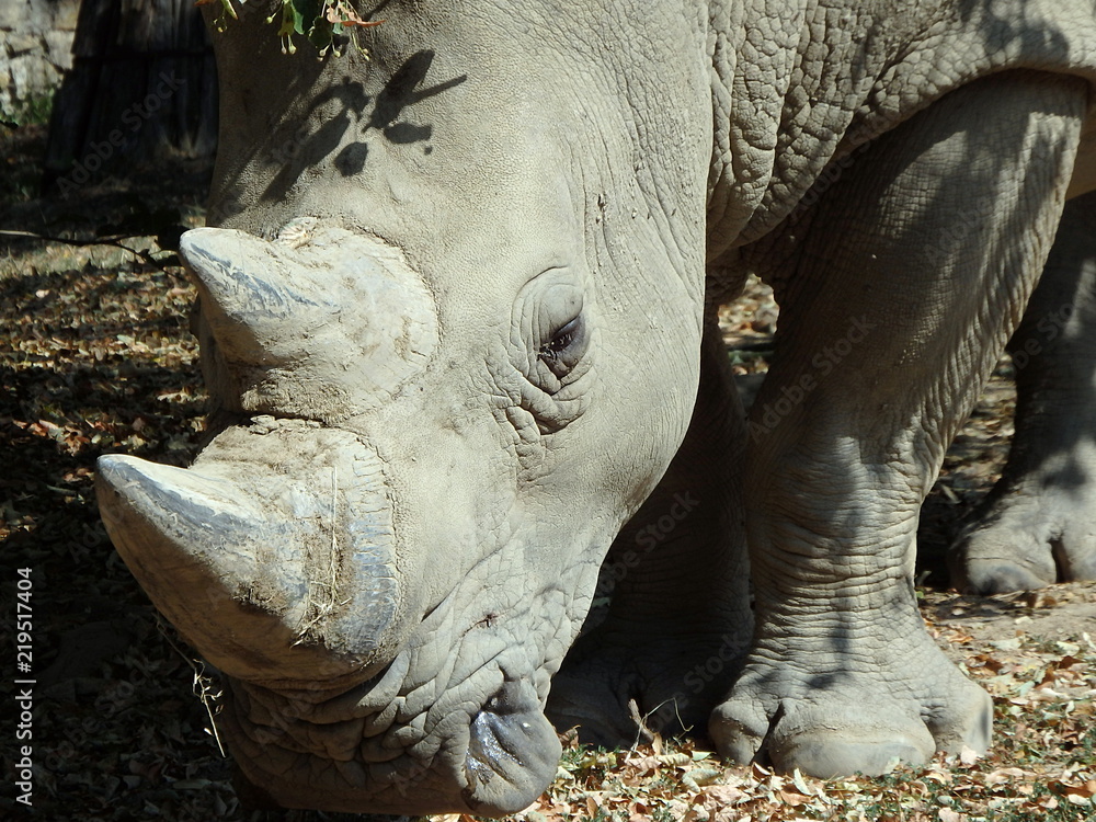 Fototapeta premium Nosorożec biały (Ceratotherium simum), nosorożec kwadratowy