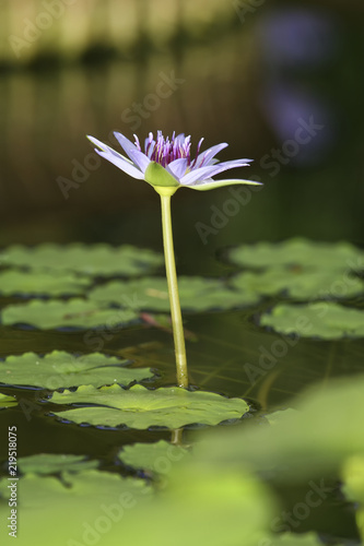 Beautiful waterlily