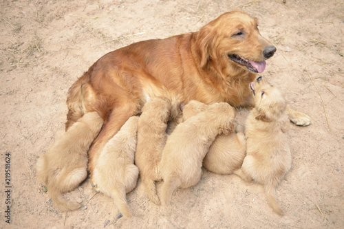Golden Dogs are breastfeeding © montreehanlue