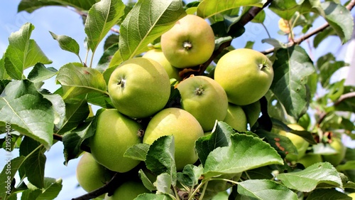 große reife grüne äpfel am apfelbaum