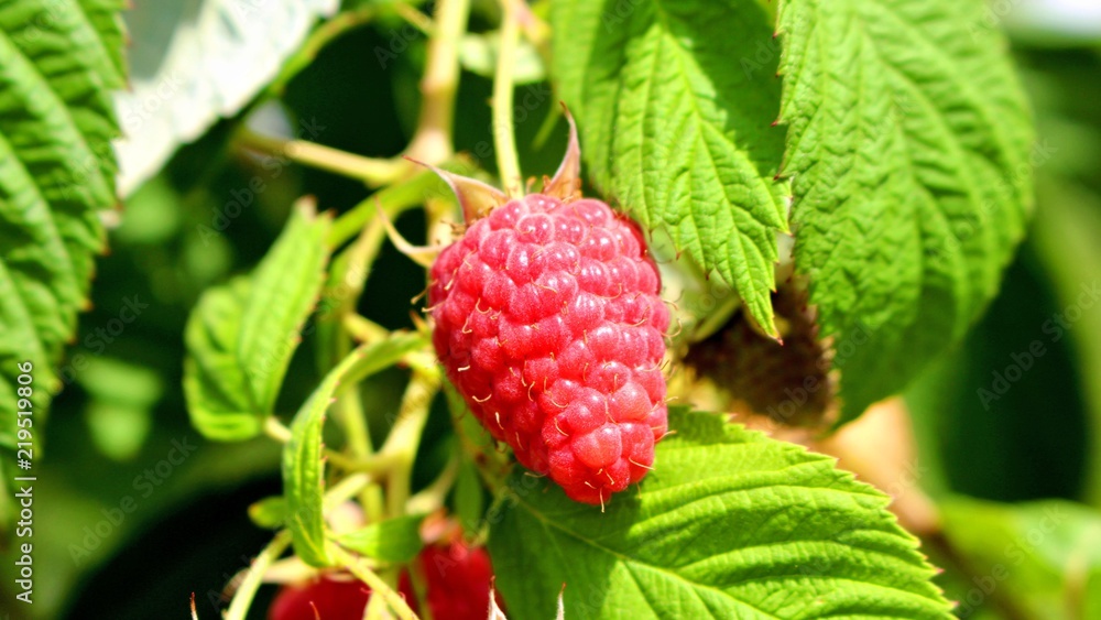 frische himbeere wachsend in der natur frische himbeere wachsend in der natur