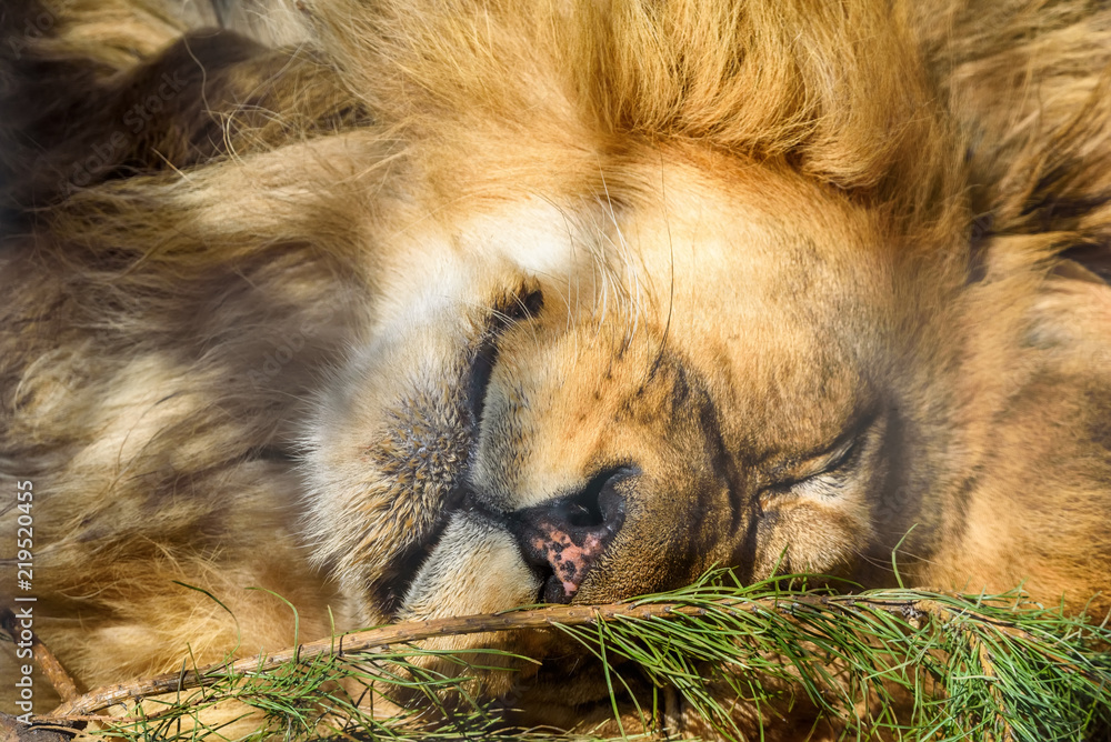 Naklejka premium portrait of a sleeping lion close-up