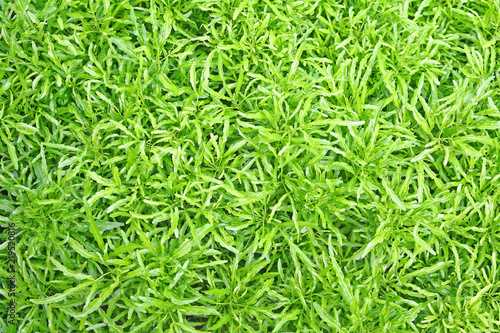 Top view beautiful green leaves,Natural pattern background