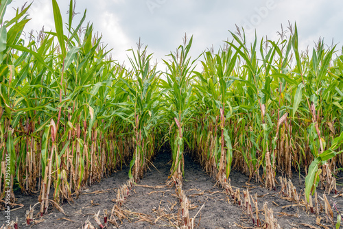 Partially harvested forage maize from close
