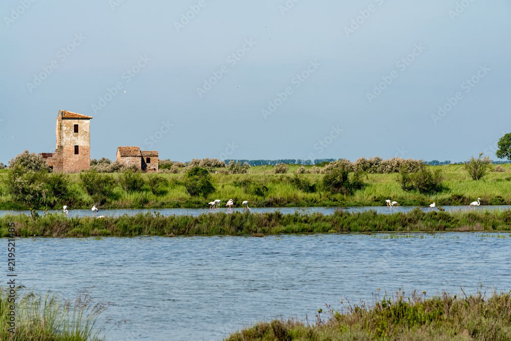 Ebene der Lagune Valli di Comacchio mit Flamingos und Hausruine Ebene der Lagune Valli di Comacchio mit Flamingos und Hausruine