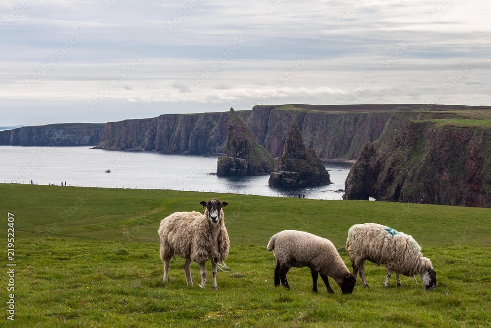Fototapeta premium Schafe vor den Duncansby Stacks