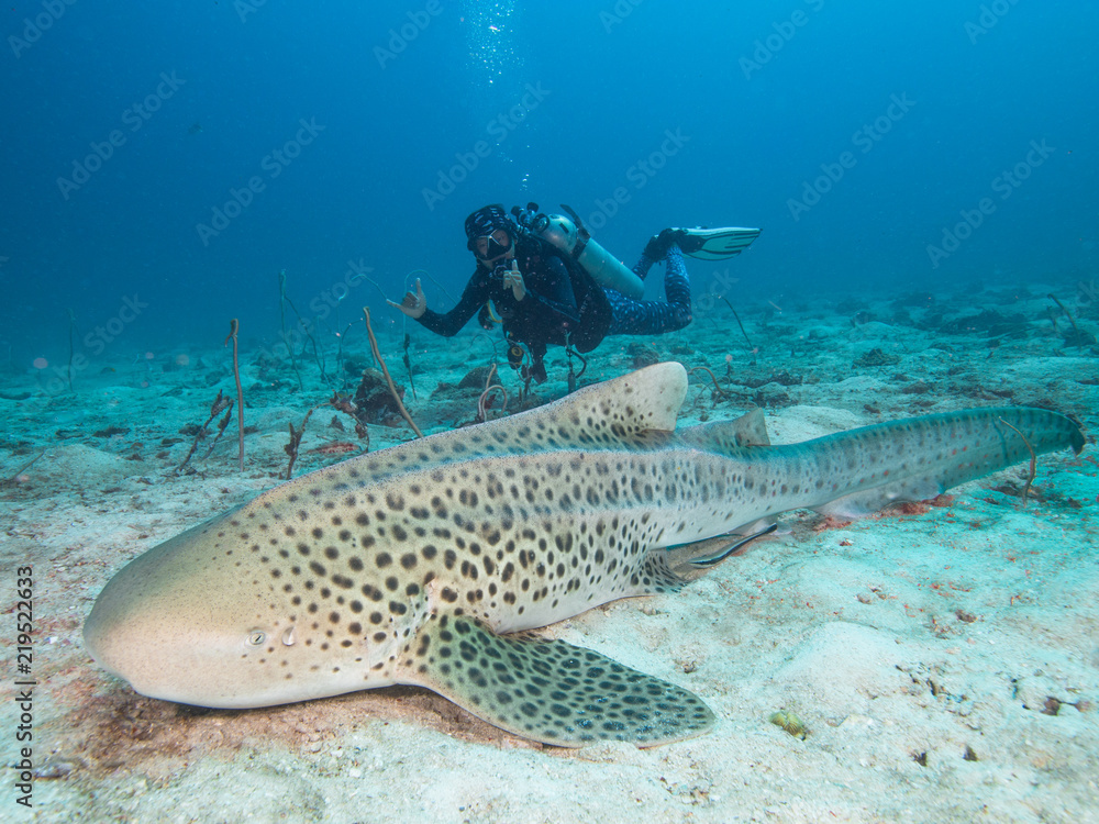 Fototapeta premium Leopard Shark resting on the sandy bottom with a diver posing behind