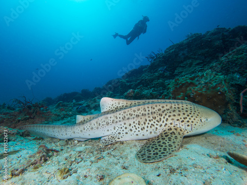 Leopard Shark resting on the sandy bottom
